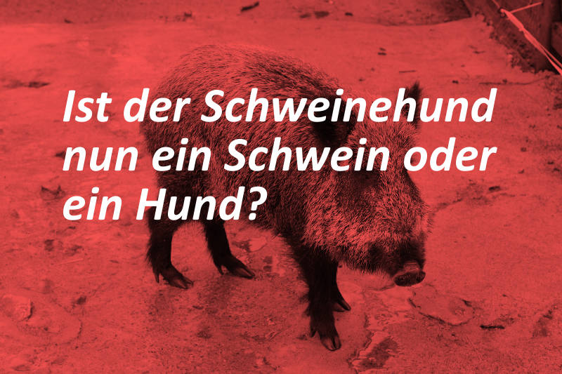 Schweinehund als Feind der Motivation